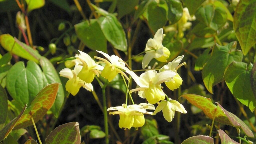 How to Grow Epimedium: Complete Planting, Care, and Maintenance Guide for Perennial Groundcovers