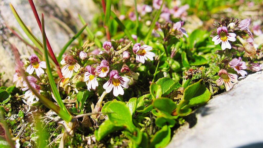 How to Grow Euphrasia minima: Complete Care, Planting Tips & Habitat Guide