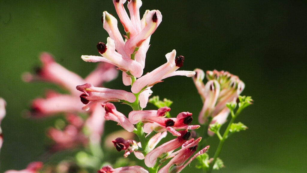 How to Grow Fumitories: Complete Planting, Care, and Maintenance Guide for Vibrant Cottage‑Style