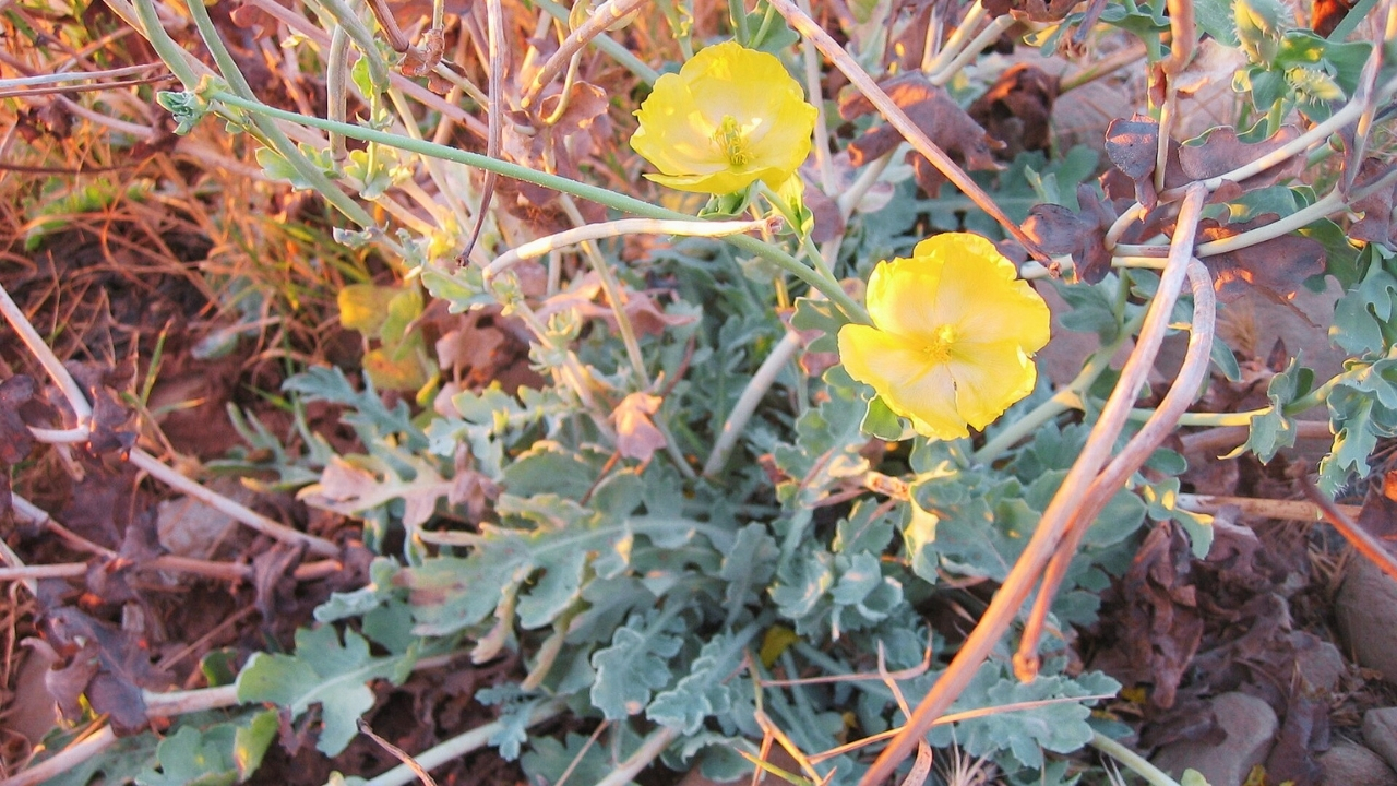 How to Grow Glaucium: Complete Planting, Care, and Maintenance Guide