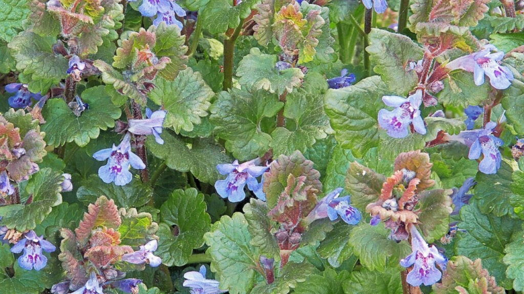 How to Grow Glechoma: Complete Planting, Care, and Maintenance Guide for Vigorous