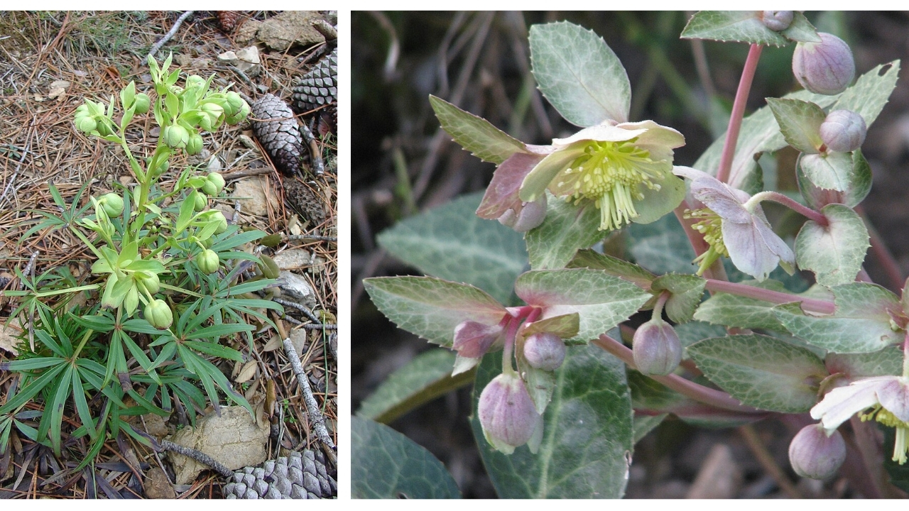 How to Grow Hellebores: Complete Planting, Care, and Winter‑Bloom Guide