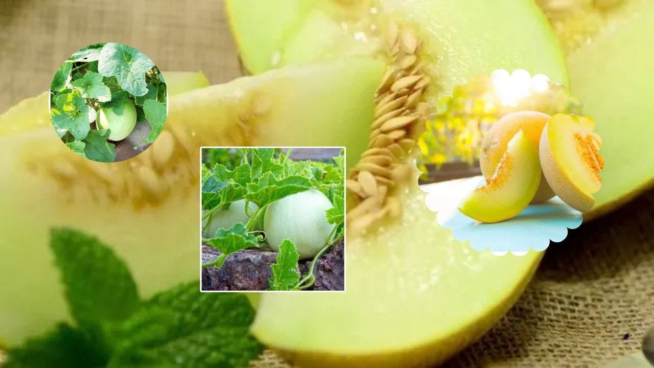 How to Grow Honeydew Melon: Easy Steps for Healthy Vines, Sweet Fruit & a Bigger Harvest