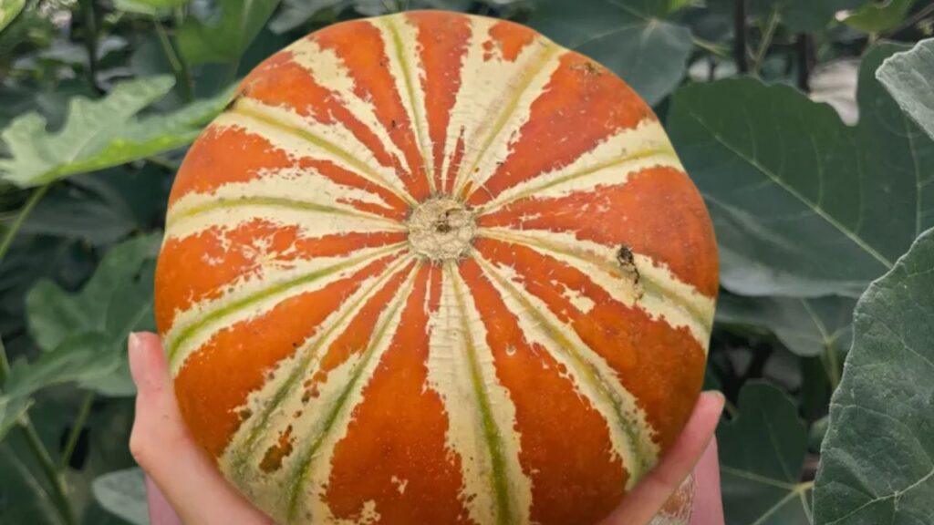 How to Grow Kajari Melon Successfully: Soil, Watering, Sunlight & Harvest Tips