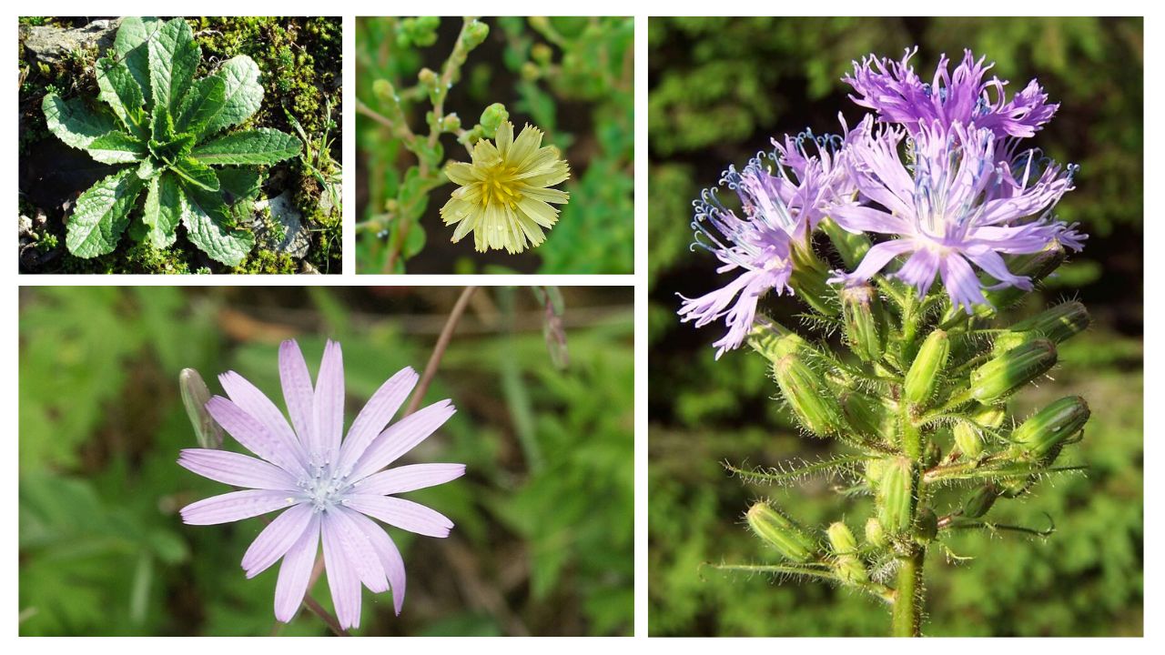 How to Grow Lactucinae at Home: Best Soil, Sunlight, Watering & Care Tips
