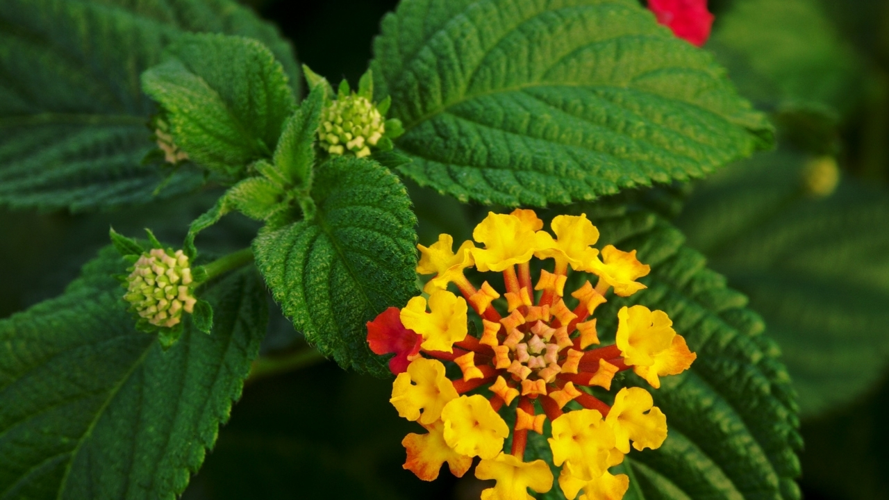 How to Grow Lantanas: Complete Care, Planting Tips, and Blooming Guide