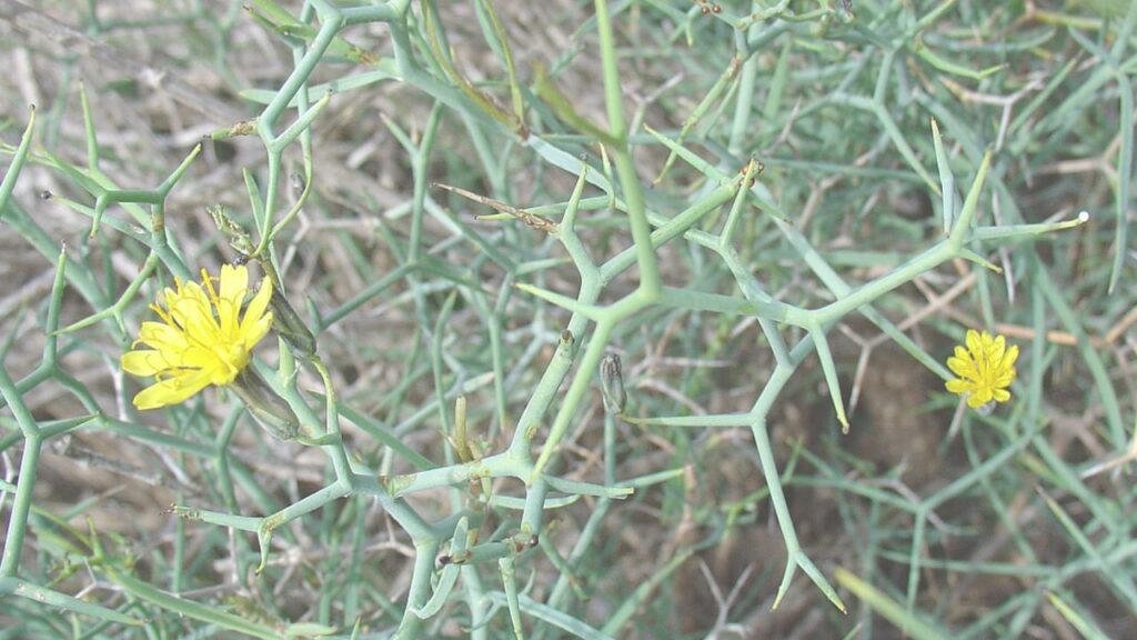 How to Grow Launaea Successfully: Soil, Watering, and Climate Requirements
