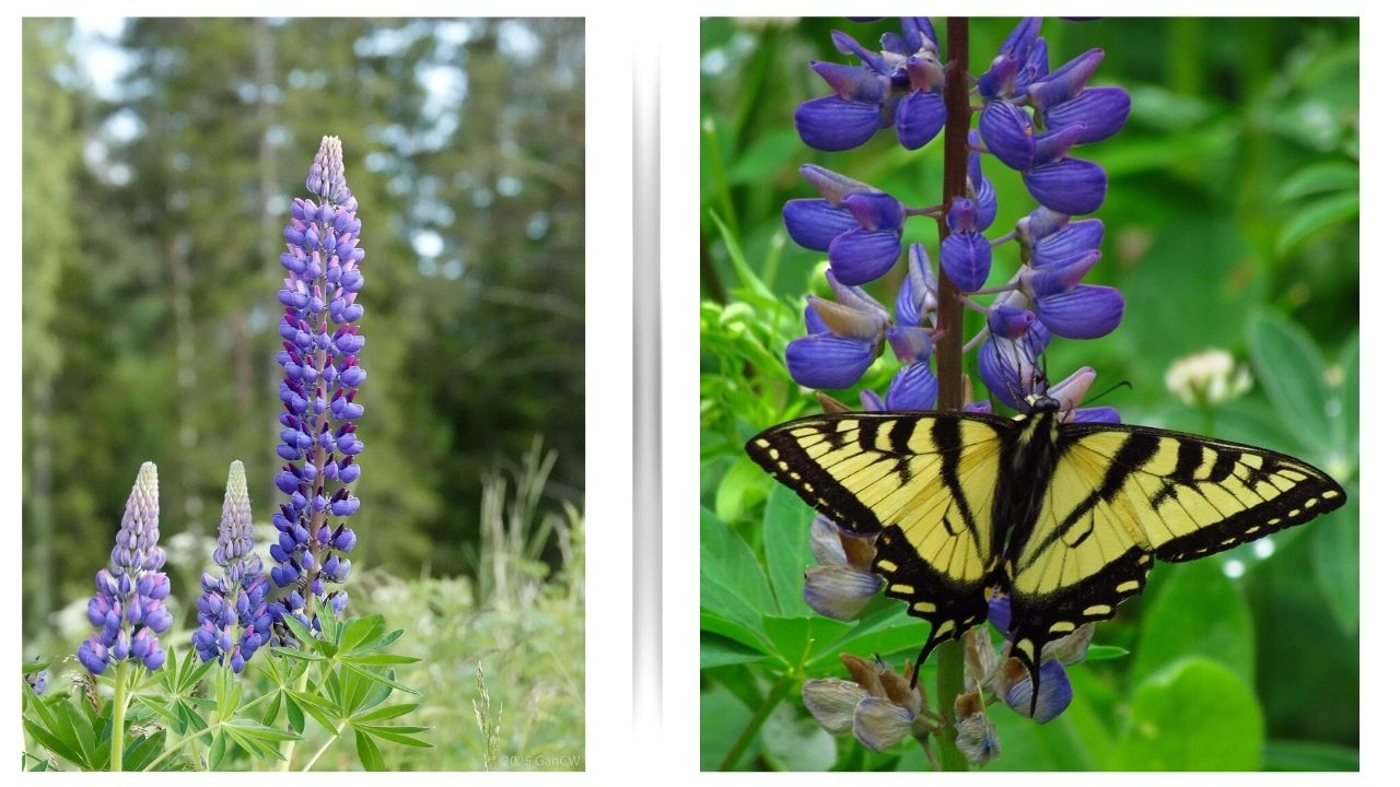 How to Grow Lupine Plants: Beginner‑Friendly Guide to Vibrant Garden Color