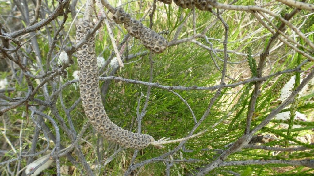 How to Grow Melaleuca at Home: Climate, Soil & Care Requirements