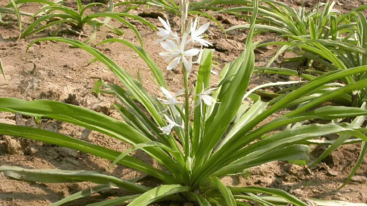 How to Grow Musli at Home: Complete Guide to Soil, Planting, Watering, Sunlight, Care & Harvesting