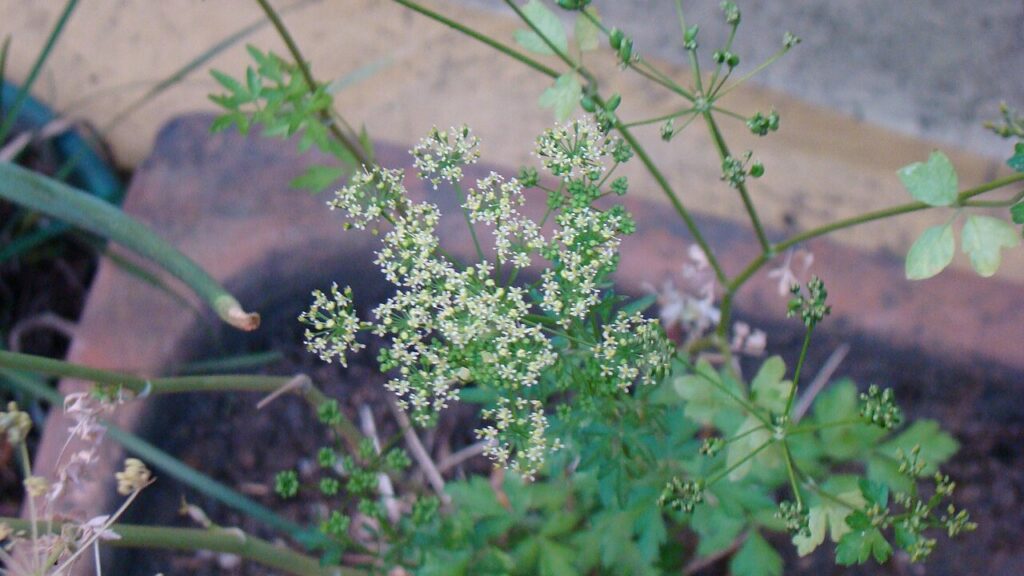 How to Grow Parsley Indoors and Outdoors: Complete Planting, Care, and Harvest Guide