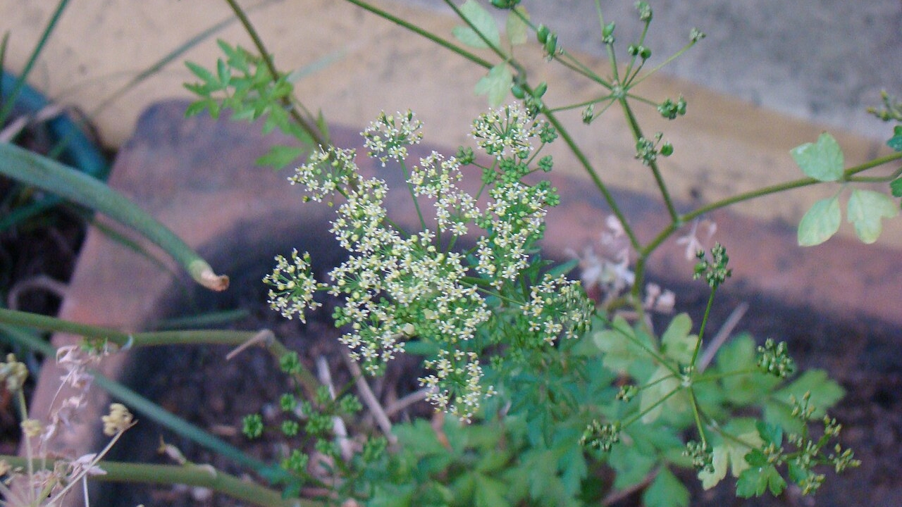 How to Grow Parsley Indoors and Outdoors: Complete Planting, Care, and Harvest Guide