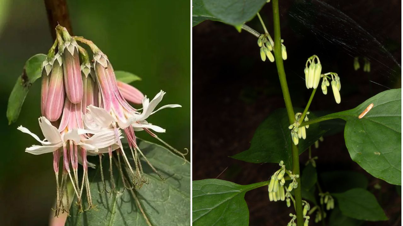 How to Grow Prenanthes: Complete Care, Soil Needs, Propagation & Harvest Guide