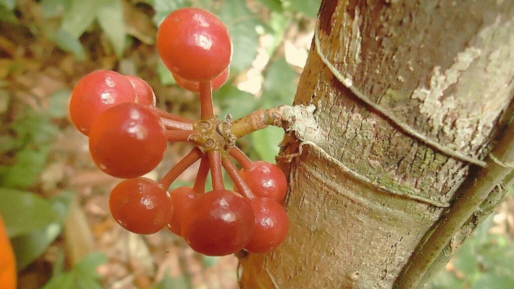 How to Grow Pseudoxandra at Home: Climate, Soil & Growth Requirements