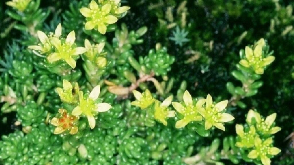 How to Grow Sedum alpestre at Home: Soil, Watering, Sunlight, and Care Tips