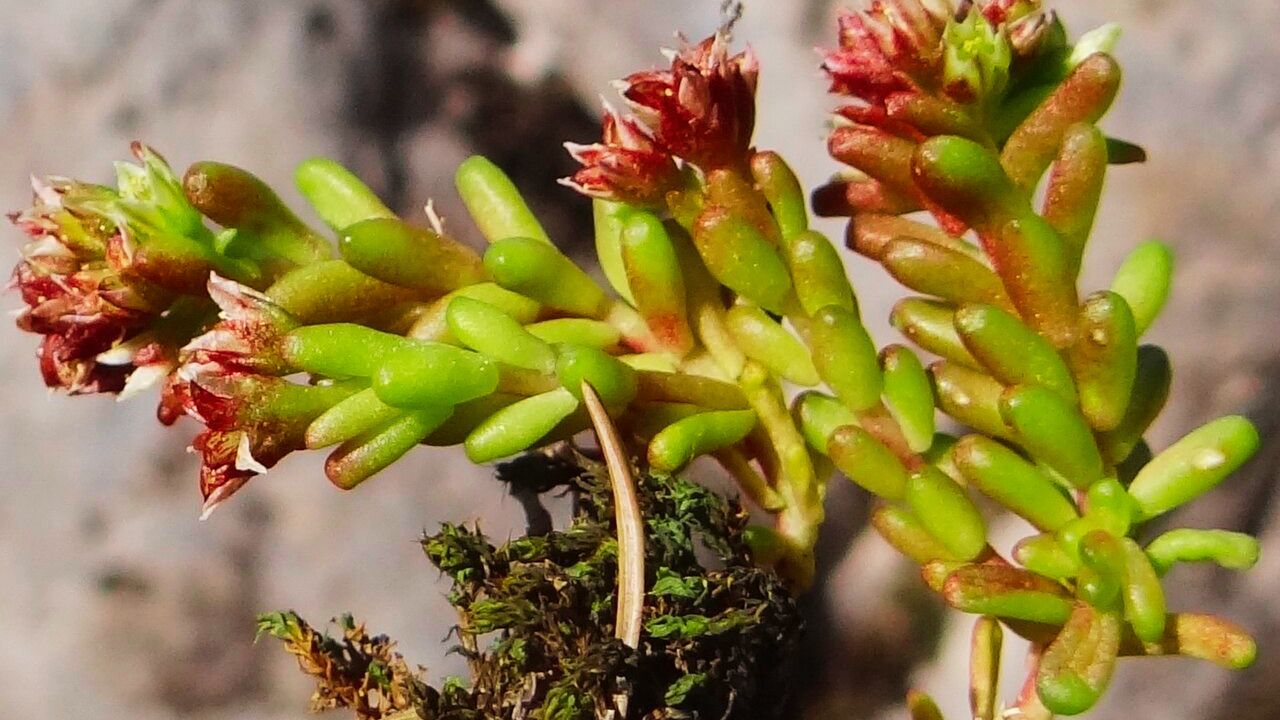 How to Grow Sedum atratum: Complete Care, Soil Needs & Sunlight Guide