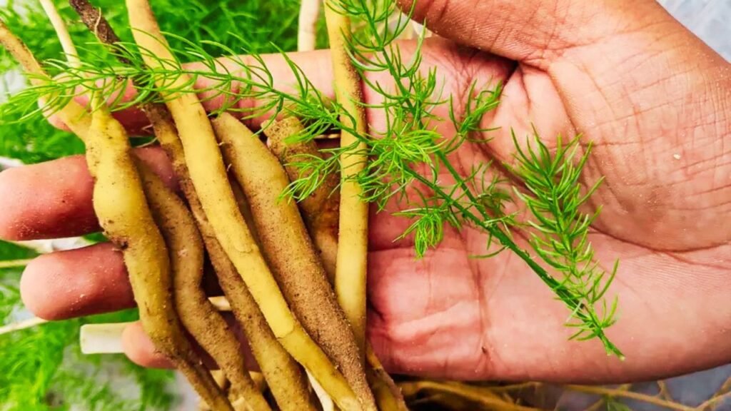 How to Grow Shatavari at Home: Complete Guide to Soil, Planting, Watering, Sunlight, Care & Harvesting