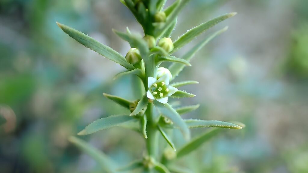 How to Grow Thesium humile Successfully: Full Planting & Care Guide