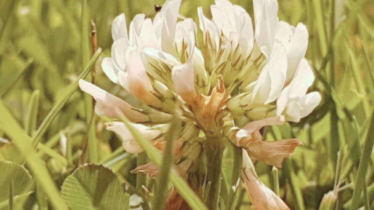 How to Grow Trifolium pallescens Successfully: A Beginner's Step-by-Step Guide