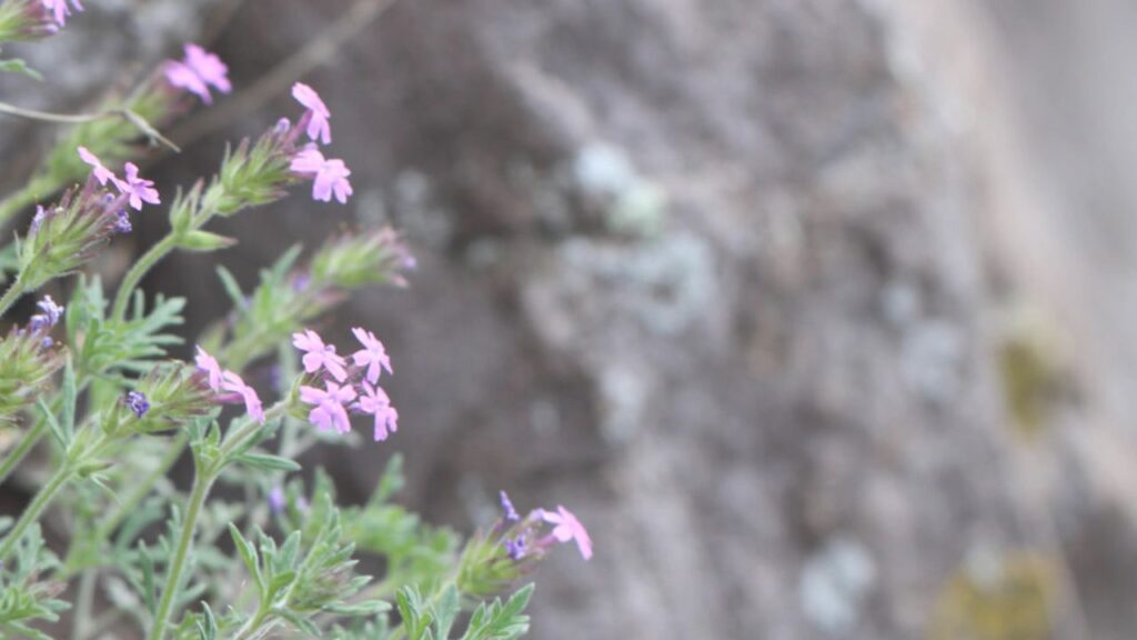 How to Grow Vervain at Home: Step-by-Step Cultivation Guide