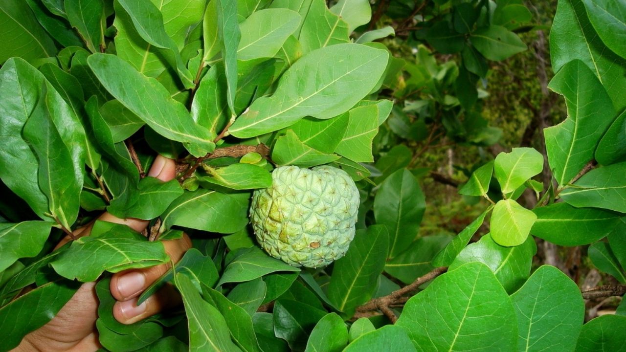 How to Plant Duguetia phaeoclados - Climate Needs, Soil Requirements & Care Routine