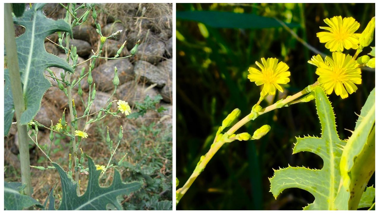 Lactuca serriola Growing Guide: How to Plant, Care For & Harvest Prickly Wild Lettuce