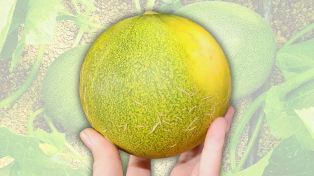 Limelon Plant Care: How to Plant, Grow, and Maintain Healthy Limelon Vines