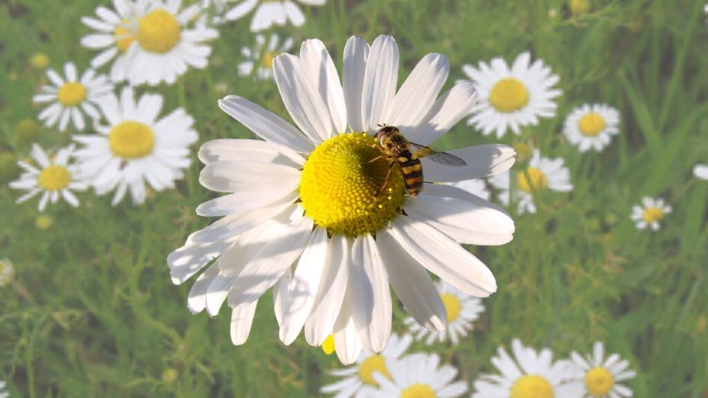 Mayweed Plant Care: Everything You Need to Know About Growing Mayweed
