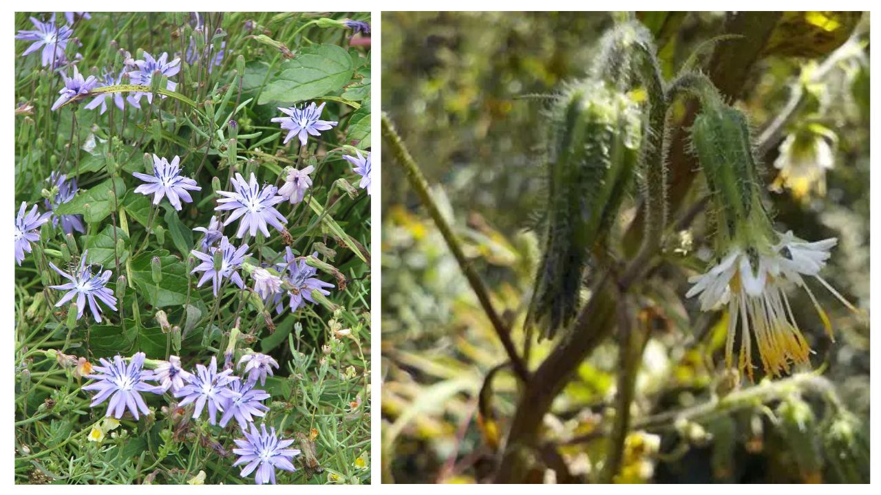 Melanoseris Growing Guide: How to Plant, Water, Feed & Care for Healthy Growth