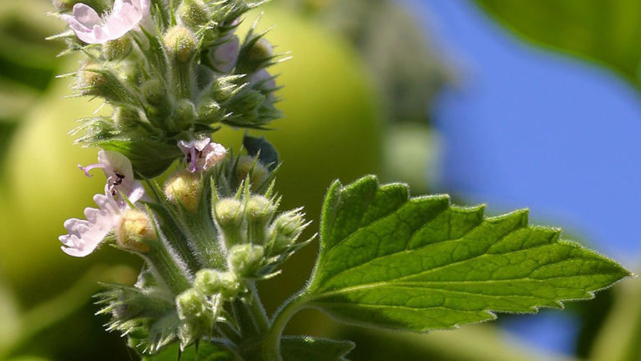 Nepeta Growing Guide: How to Plant, Care, and Enjoy This Hardy Perennial