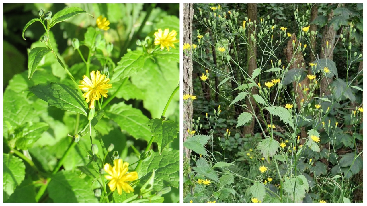nipplewort-growing-guide