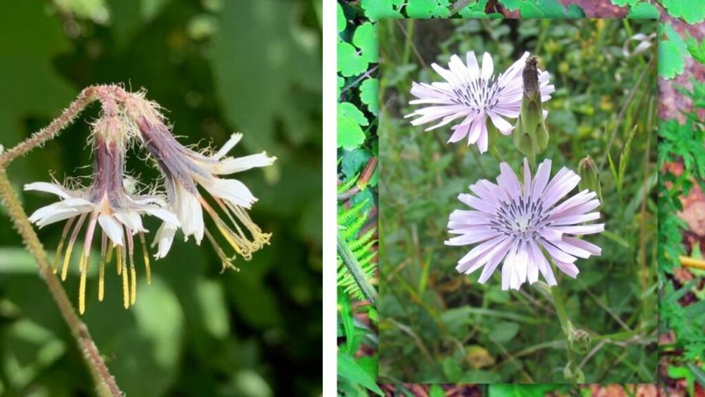 Notoseris Growing Guide: Planting, Care, Propagation & Seasonal Tips for Beginners