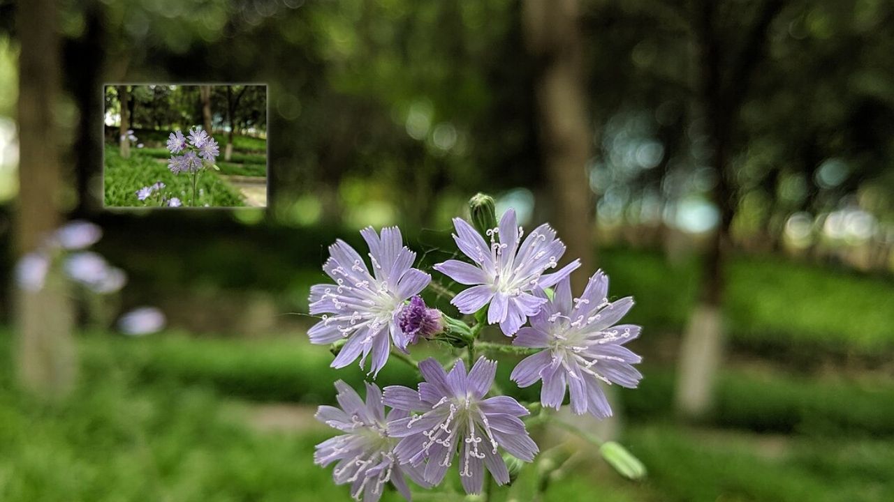 Paraprenanthes Growing Guide: How to Plant, Care For & Multiply This Species