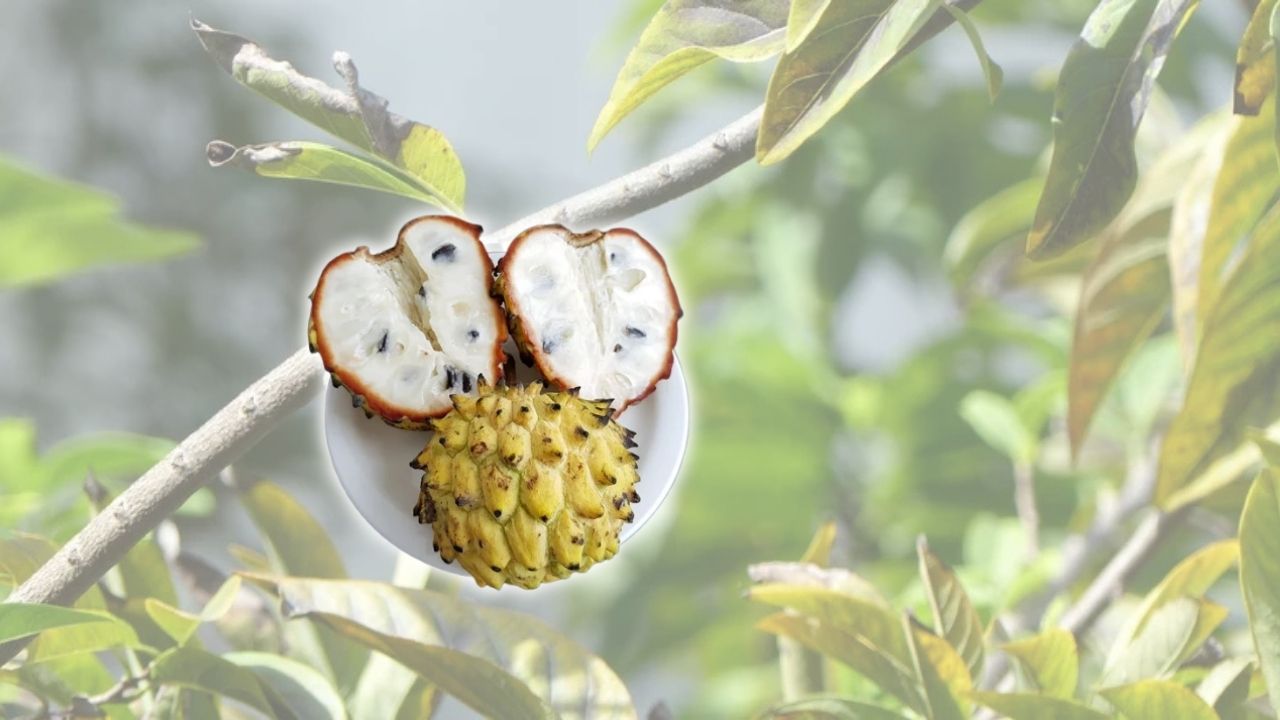 Rollinia Growing Guide: From Seed to Heavy Harvest Complete Planting Guide