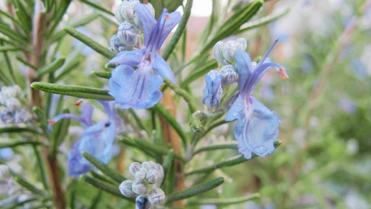Rosemary Growing Guide: Planting, Care, Pruning & Harvesting Made Simple