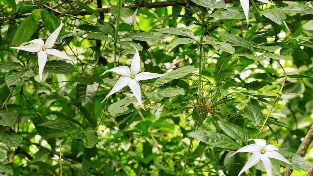 Ruizodendron Growing Guide: Climate, Soil & Care Tips for Success