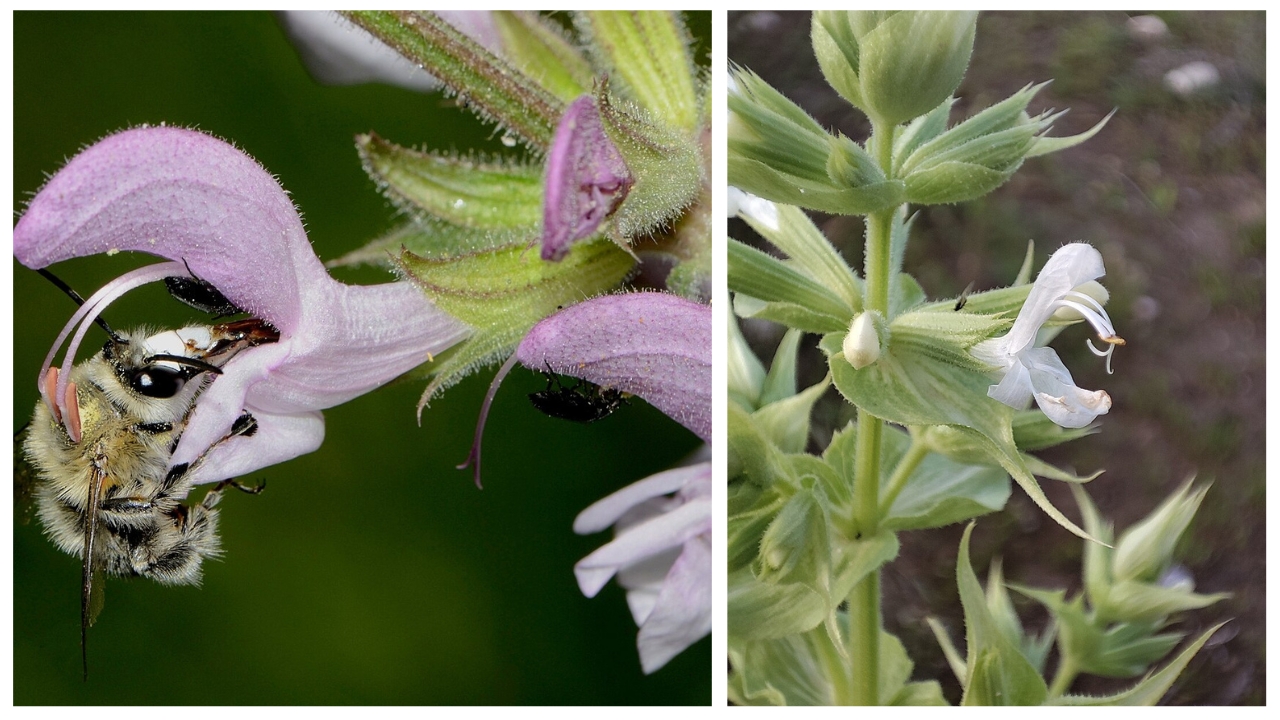 Salvia Plant Care: How to Grow, Propagate, and Thrive in Your Garden