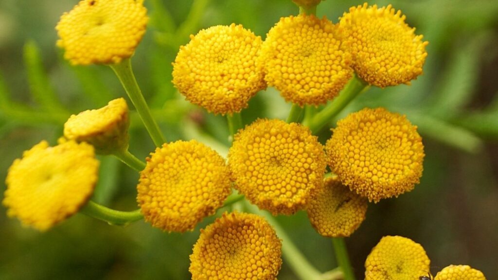 Tansy Growing Guide - How to Plant, Maintain & Multiply This Hardy Herb